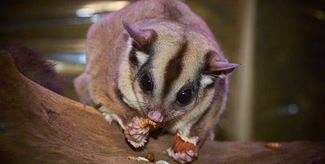 sugar glider